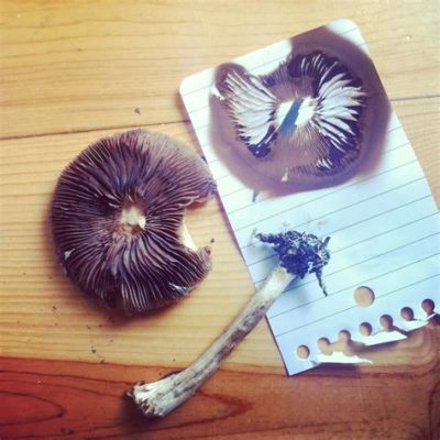 how to grow mushrooms from a spore print and the role of mushrooms in our ecosystem